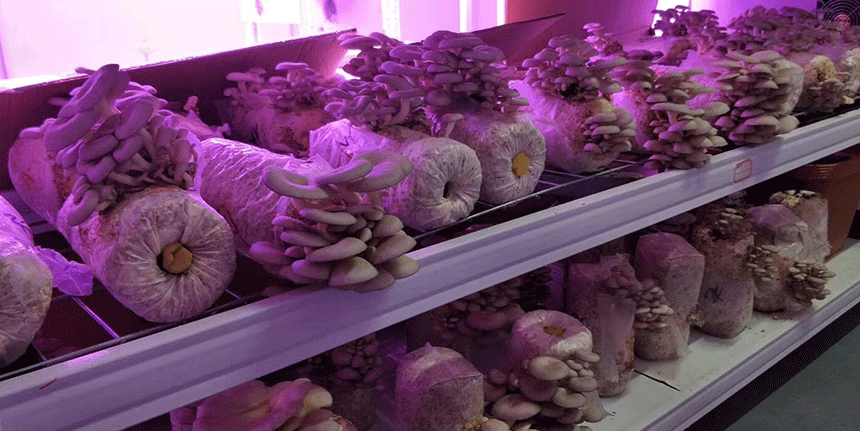 植物補光燈