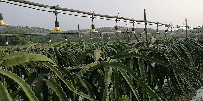 LED植物補光燈